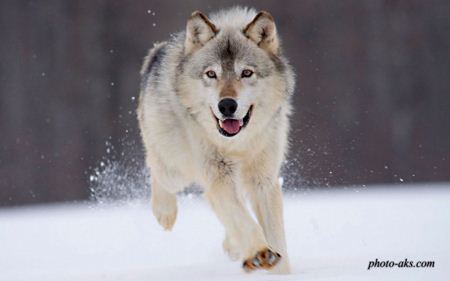 گرگ خاکستری gray wolf