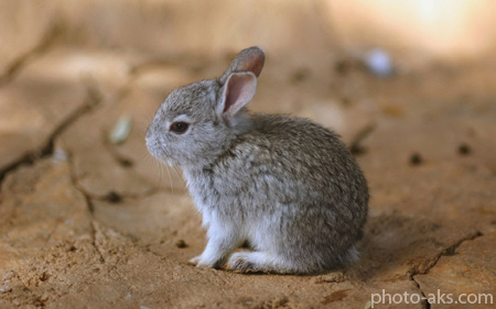 خرگوش کوچولو خاکستری gray rabbit baby cute