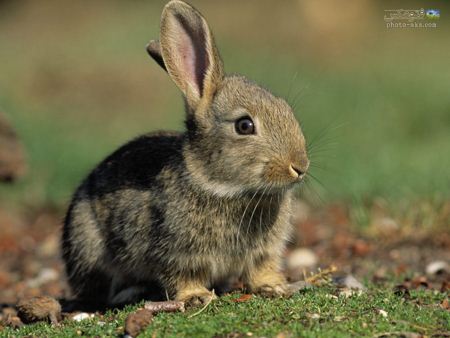 عکس خرگوش خاکستری gray sweet rabbit