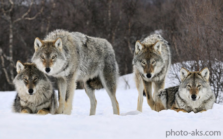 گرگ های خاکستری gray wolves norway