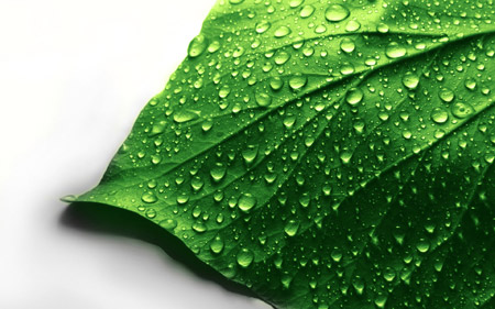 عکس برگ سبز با قطرات آب green leaf water drops