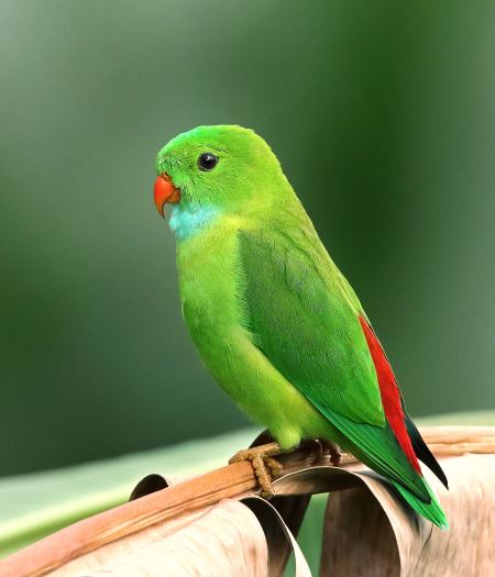 عکس طوطی سبز کوچک green parrot bird