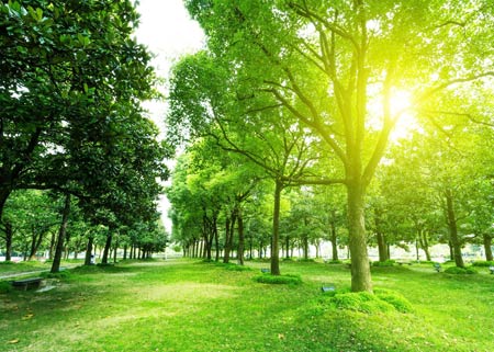 منظره درختان سرسبز و نور خورشید green trees sun shine