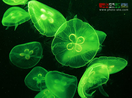 رنگارنگ ترین موجودات دریایی green jellyfish photo