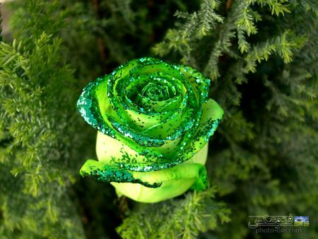 گل رز سبز تزئین شده مصنوعی green roze flower