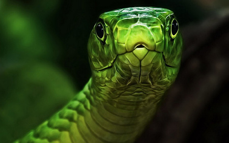 عکس سر مار سبز green snake wallpaper