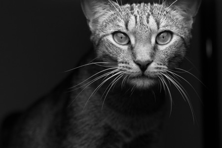 عکس سیاه و سفید گربه grey cat wallpaper