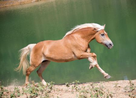 عکس اسب طلایی golden horses