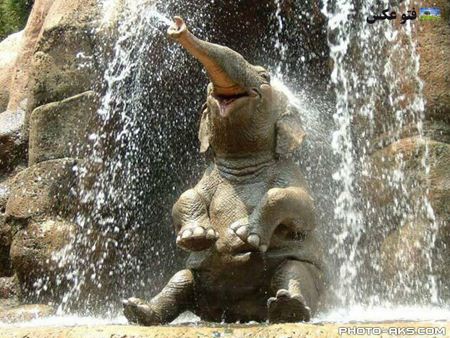 عکس حمام گرفتن بچه فیل aks hamam bache fil