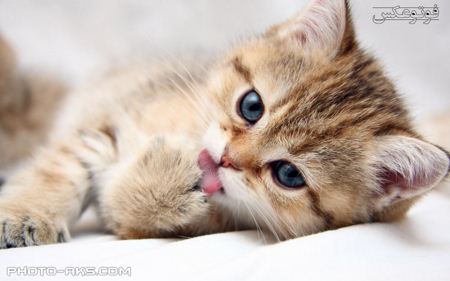 لیس زدن بچه گربه lap funny cat