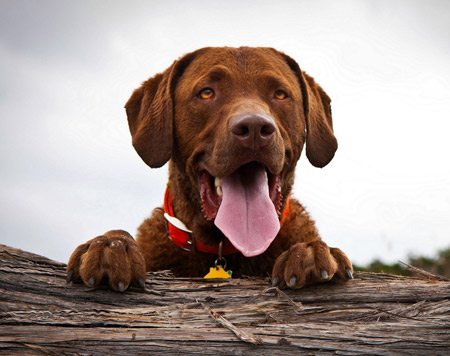 عکس سگ قهوه ای خوشحال happy brown dog