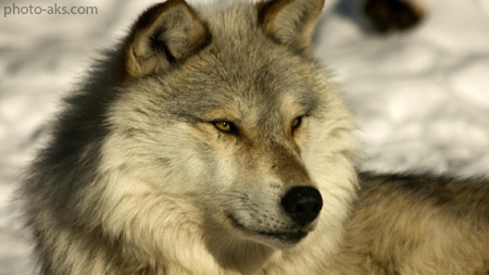گرگ قطبی ترسناک hd wallpaper of wolves