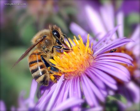 زنبور عسل روی گل بنفش honey bee