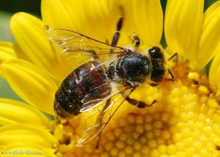 زنبور عسل روی گل زرد hony bee