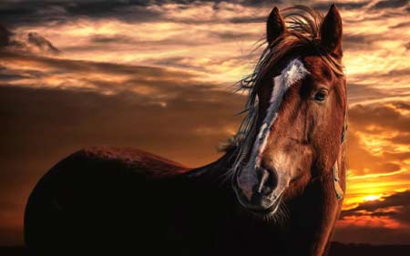 زیباترین عکس اسب ها در غروب horse in sunset