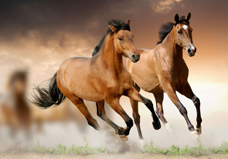 عکس زیبا از دویدن اسب ها horse hd ultra wallpaper
