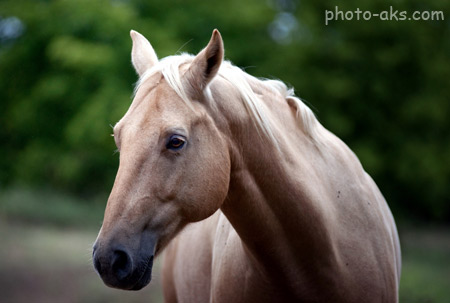 پوستر زیبا از اسب ها horse face eyes