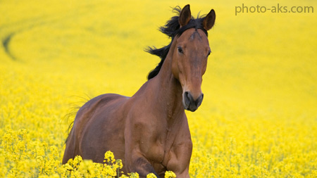 اسب قهوه ای و گلهای زرد horse filed flowers
