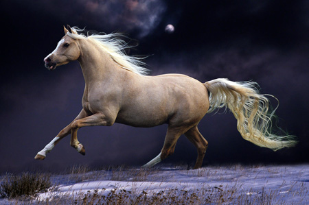 پوستر اسب در حال دویدن در شب horse running beautiful night