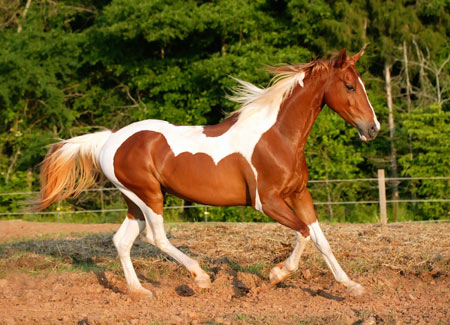 عکس اسب زیبا در حال دویدن horse running image