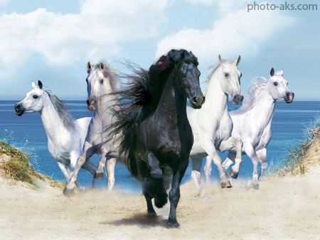 پوستر اسب ها در کنار ساحل horse wallpaper
