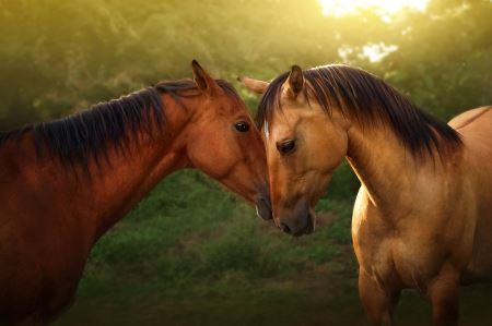 عکس رمانتیک اسب ها horses couple