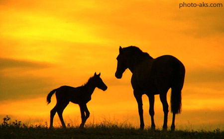 اسب ها در غروب زیبا horses in sunset wallpaper