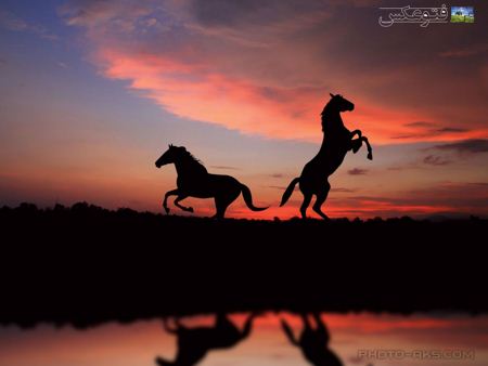 پس زمینه اسب در غروب horses in sunset