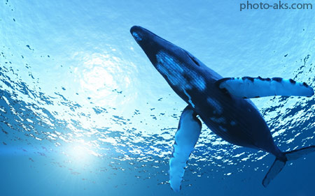 نهنگ گوژپشت humpback whale