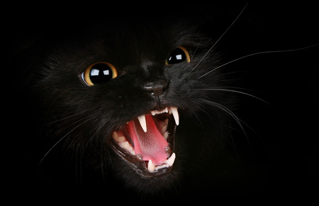 عکس گربه سیاه خشمگین angry black cat