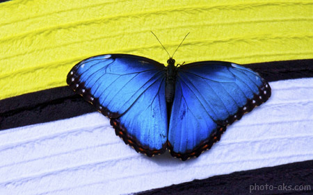 عکس پروانه آبی زیبا blue butterfly wallpaper