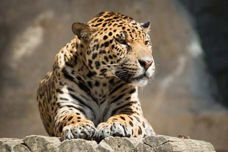 عکس جگوار گربه سان بزرگ jaguar animal big cat