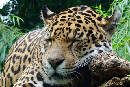 عکس جگوار امریکایی خوابیده jaguar sleeping big cat