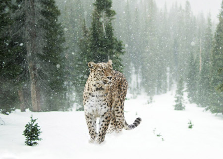 عکس جگوار برف زمستانی jaguar snow winter