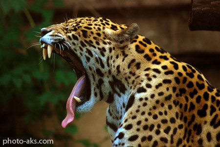 پوستر جگوار jaguar wallpaper