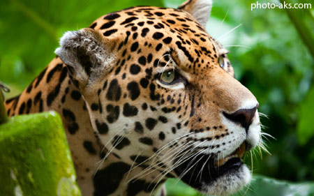 پلنگ خالدار آمریکایی jaguar big cat
