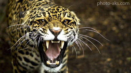 نعره جگوار درنده وحشی jaguar face wallpaper