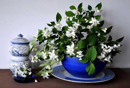 گلدان آبی چینی گلهای سفید flower spring bowl china