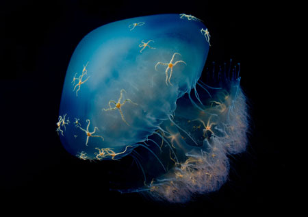 عروس دریایی آبی بسیار زیبا jellyfish blue wallpaper