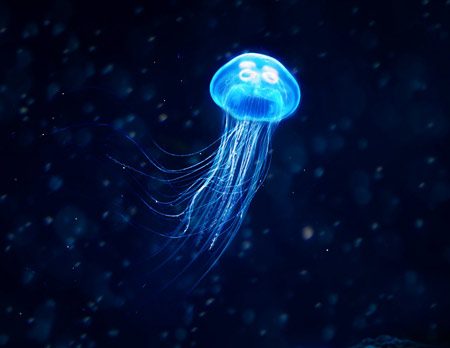 عروس دریایی در اعماق آب jellyfish underwater blue