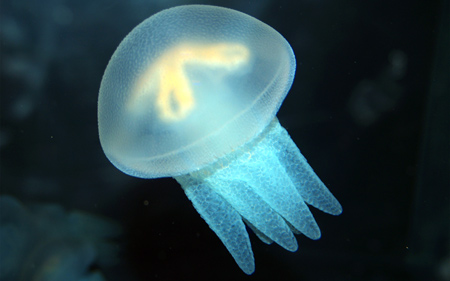 عکس عروس دریایی زیبا آبی نورانی blue jellyfish underwater sea