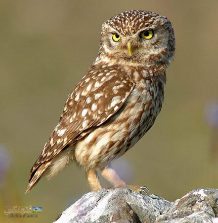 عکس جغد قهوه ای brown owl