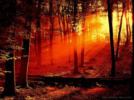 تابش نور قرمز در جنگل jungle red view