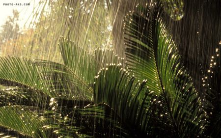 باران روی برگ ها jungle rain