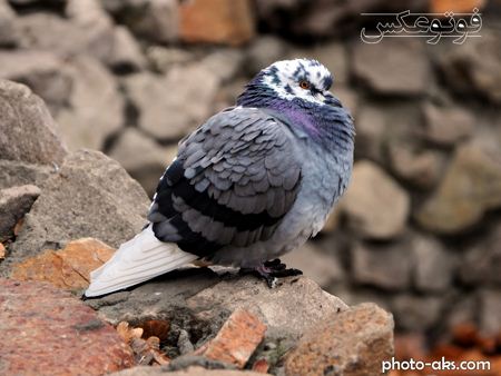 عکس کبوتر آبی ایرانی iranian pigeon