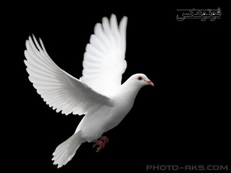 پرواز کبوتر سفید parvaz kabotar sefid