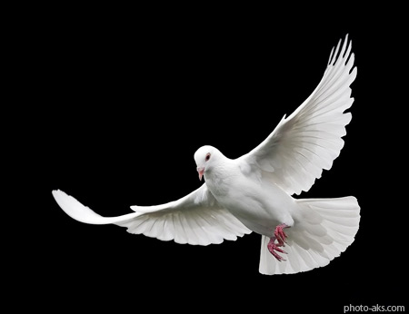 پرواز کبوتر سفید با زمینه سفید kabotar