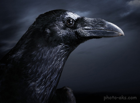 عکس کلاغ سیاه raven image