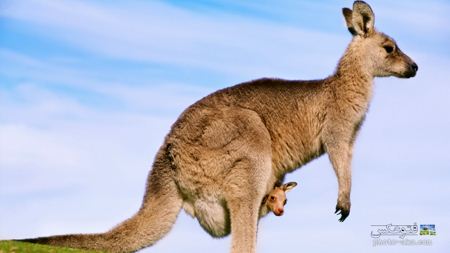 عکس کانگورو kangaroo baby
