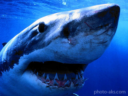 عکس جالب کوسه قاتل killer shark